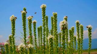 Fleissige Bienen beim Nektar sammeln