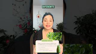 Batido Verde de Orégano Fresco #vidaconsciente  #solucionesnaturales