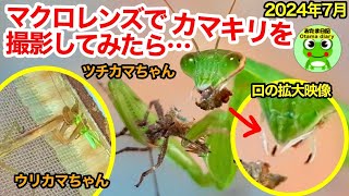 おたま日記255 すくすく育つカマキリを拡大して見たら・・。カエル、猫、家庭菜園がある生活。（7月17日-24日）