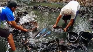 Tetangga Pelit..! Kuras Empang Tidak Bilang-bilang Takut Ikannya Habis