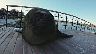 morça ou leao marinho?