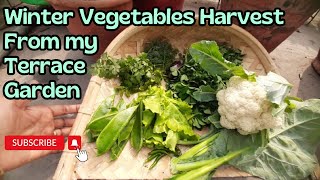 Winter Garden Vegetables Harvesting | Grow Vegetables At Home | Gardening Tips