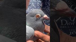 Jama Masjid Kabootar Market delhi 2024 // #jamamasjid #kabootar #pigeon #birds #viral #shorts