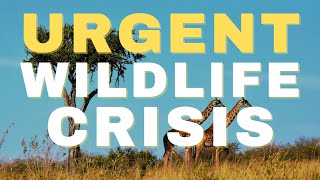 Urgent Wildlife Crisis : Rapid and Substantial Decline in Wildlife Populations