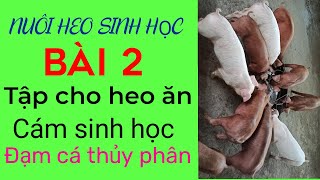 Nuôi Heo sinh học|  BÀI 2 | TẬP CHO HEO ĂN CÁM TRỘN| ĐẠM CÁ THỦY PHÂN ☎️0372225255