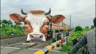 Angry Cow Headed Trains : Cow Headed Funny Trains Video