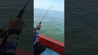 Hasil yang sangat memuaskan !! Mancing di Laut.