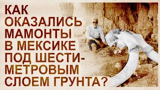 Неудобные факты о потопе: Мамонты в Мексике. Почему окаменели деревья?