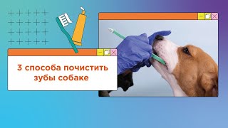 Как легко чистить зубы собаке? 3 способа почистить зубы собаке