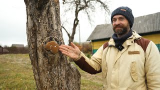 Польза и вред грибов на участке.