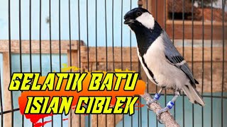 Gelatik Batu Gacor Full Isian Ciblek | Cocok buat Masteran❗