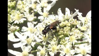 Nazomergitje Cheilosia impressa