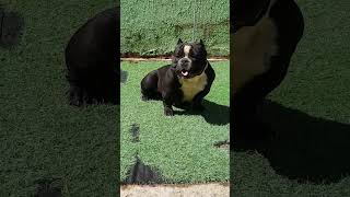 rochely cadelinha com padrão de um macho estrutura e desenho #americanbully #micro