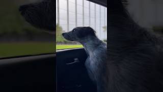 Wow!! So majestic #dog #video #dogshorts #car #youtube #shorts