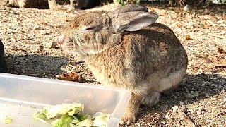 Rabbit: “What delicious grass!”