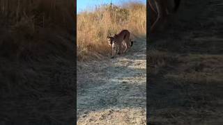 Close call with mountain lion