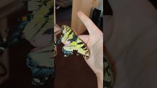 tiger swallowtail taylor