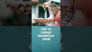 Топ-10 самых ядовитых змей #шорт #шортс #топ10 #ютубшортс #змеи #рептилии #животные #познавательное