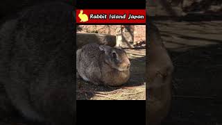 Pregnant wild rabbit #rabbit #bunny #shorts