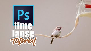 A Bird sitting on Milk Photo Manipulation | Photoshop 2020 Speed Art