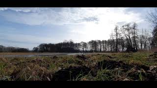 Dog playing fetch with frisbee on flooded meadow