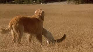 homeward bound: the incredible journey (1993) - chance falls in a gopher hole