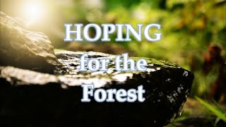 Hoping for the Forest | Part 2 of Hearing the Hurt Masculine | Zen Shaman Energy