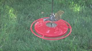 Do Your Goldfinches Drink Like This From Hummingbird Feeders?