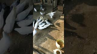 White Bagge Desi Kabootar Muzaffarnagar | Beautiful Desi Kabootar very nice pigeons Desi mzn