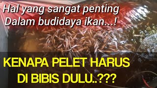 Budidaya ikan nila | Cara bibis pelet ikan nila agar ikan cepat besar