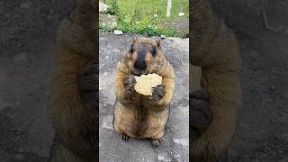 Chubby Himalayan Marmot Eating Cookies So Adorable #cutemarmot #marmot #cuteanimals #wildlife #cute