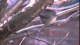 Little Wren in Garden