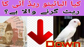 kya albino Red Eye ka rate kum ho raha ha?کیا البائینو ریڈ آئی 👁کا ریٹ کم ہو رہا ہے؟