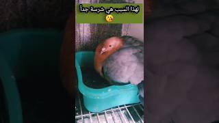 حمام اللماع من حمامي بفضل الله ❤️