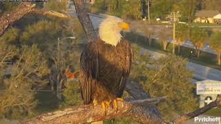 SWFL Eagles ~ F23, A Beautiful & Lucky Mom! M15, The Best In Town! 💞 2.11.24