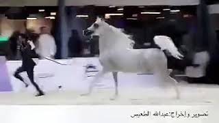 بطل جمال الخيل ملك الذهب في الرياض ابن الاسطوره جستس الفحل طامي الثاني مربط مغيراء