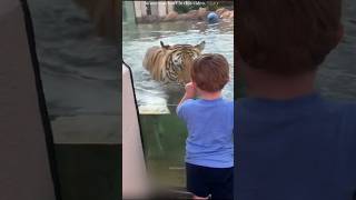 Tiger Started Playing With The Small Child 😊