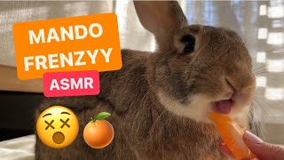 JUICY Mandarin Disappears in SECONDS 😱🐰 | Cute Bunny Rabbit ASMR