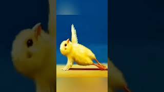 Chicken Exercise 👍🔔👍#shortsfeed #shortsvideo #shortvideo