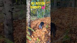 #bostonterrier #love #viral #video #virgo #puppy #shorts #shortvideo #bostonterrierlove