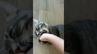 Главная ошибка в воспитании кота 😿 Никогда так не делайте #shorts #кот #кошки