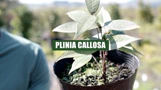 Plinia callosa