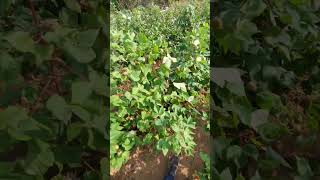 Cotton farrming #agriculture #farming #new n