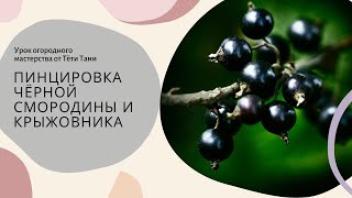 Пинцировка ч.смородины и крыжовника в конце августа. Зачем?