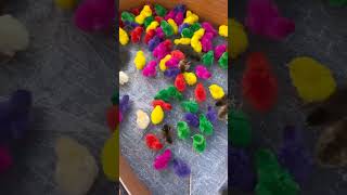 chicks mony color chicks😳😳😳#animals #shorts