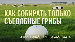 Для новичков. Как собирать только съедобные грибы. Михаил Вишневский