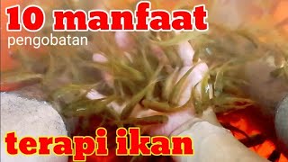 IKAN TERAPI | Therafhy fish | TERAPI IKAN | MALIKA A.T