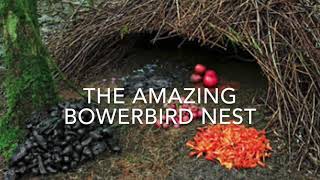 The Amazing Bowerbird Nest