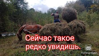 Сейчас такое редко увидишь, даже в деревне.#дача #сенокос #лошадь