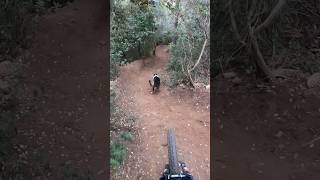 Ripping with Trail Chollie Nus! #mtb #shorts #traildog #bordercollie